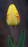 First Tulip_47452-5